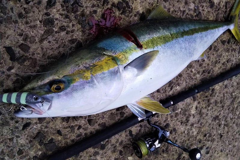 Zenaq - Muthos Sonio 100M RG Topwater Rod
