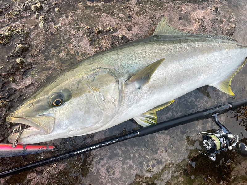 Zenaq - Muthos Accura 100HH Type R Topwater Rod
