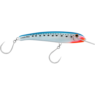 Pilchard