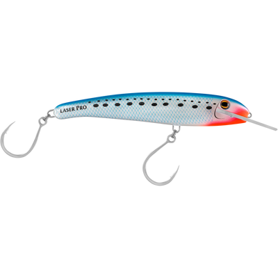 Pilchard