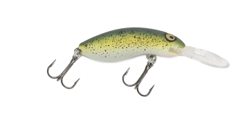 Mustard Grunter