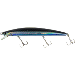 Real Anchovy