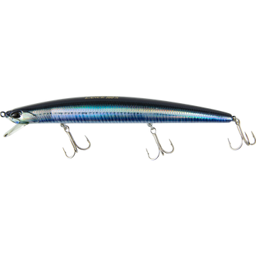 Real Anchovy