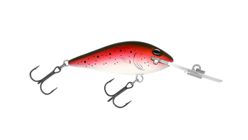 Rainbow Trout