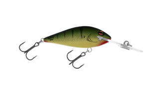 Swamp Tiger