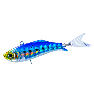 Sardine