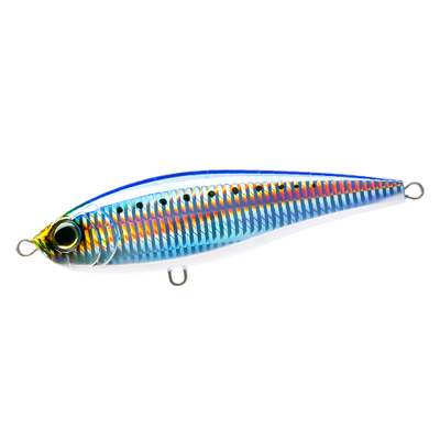 Sardine