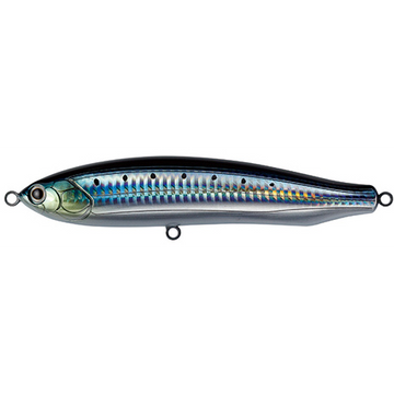 #7 Sardine