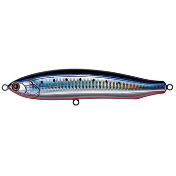 #8 Sardine Red Belly