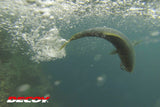 Decoy - Short Pike
