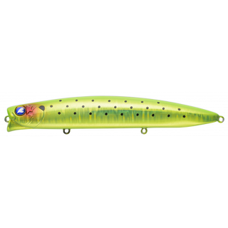 #23 Kiwi