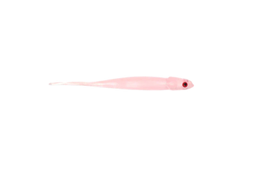 Jelly Prawn