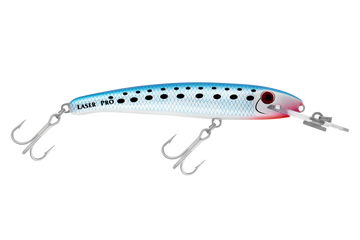Pilchard