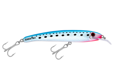 Pilchard