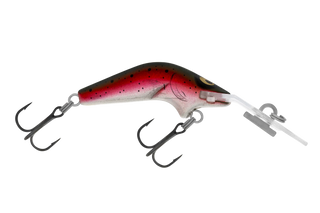Rainbow Trout