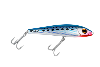 Pilchard