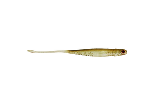 Raw Prawn