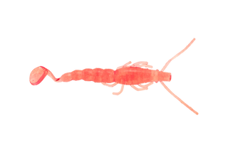 Jelly Prawn
