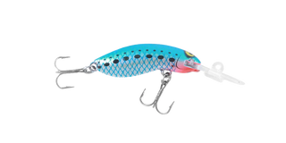 Pilchard