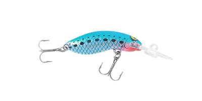 Pilchard