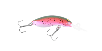 Rainbow Trout