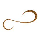 #5 Gold Flash Orange