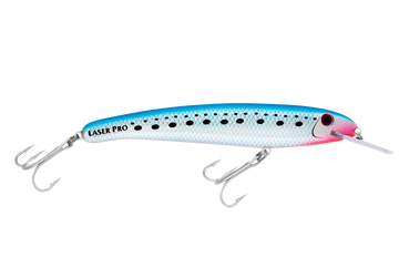 Pilchard